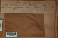 Melampsoridium betulinum image